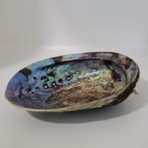 An Abalone Smudge Bowl used for Cleansing and smudging.